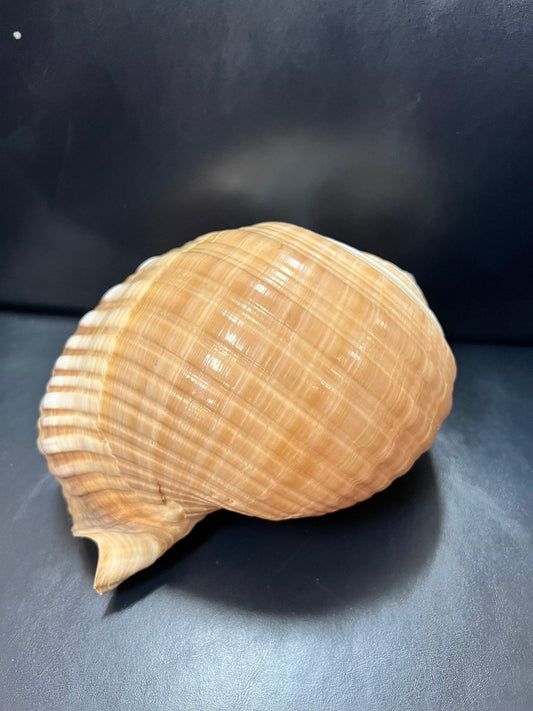 Large Tonna Shells
