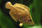 Leaf Fish Amazon Leaf Fish (Monocirrhus polyacanthus)
