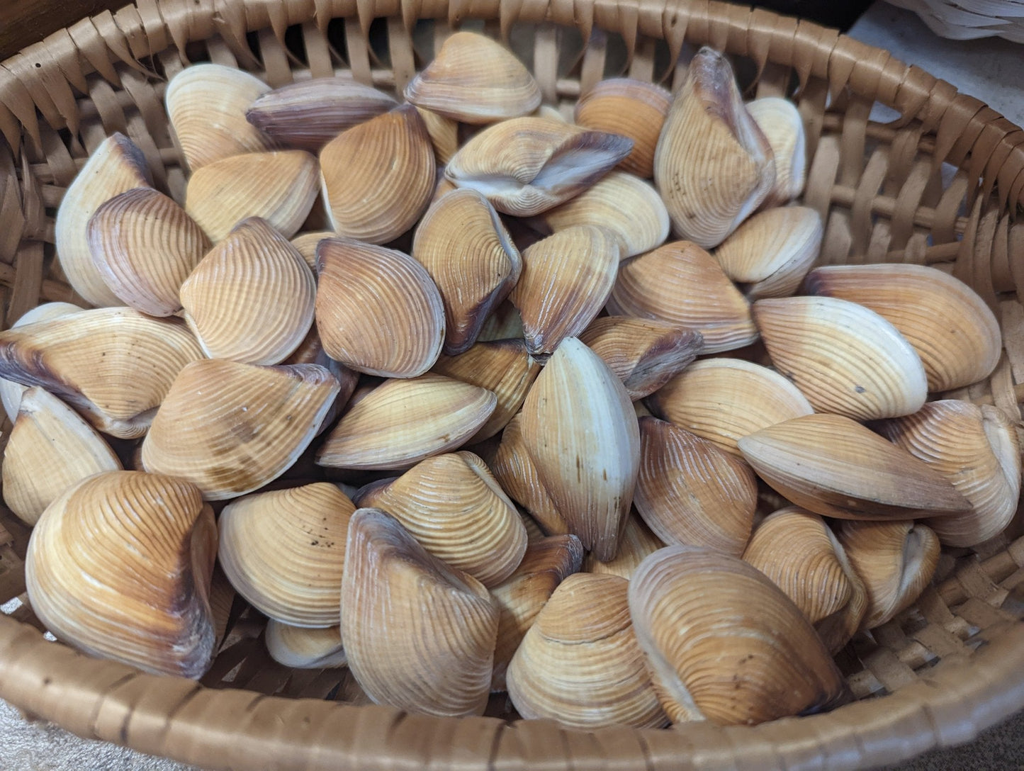 Leather Donax Clam Shell Pairs