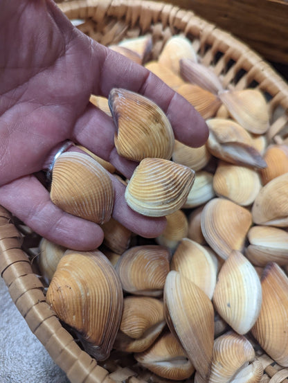 Leather Donax Clam Shell Pairs