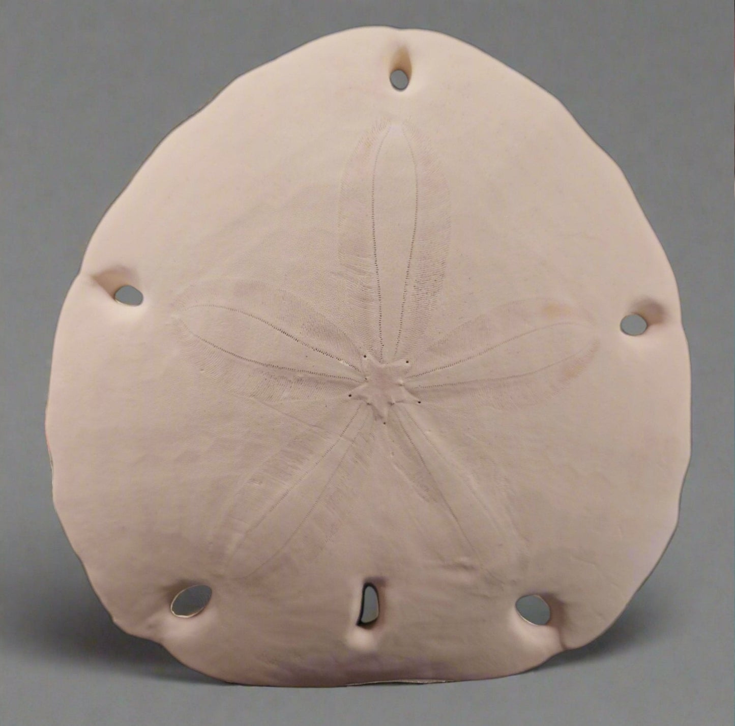 Encope Micropora Six Hole Keyhole Sand Dollar 6"
