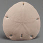 Encope Micropora Six Hole Keyhole Sand Dollar 6"