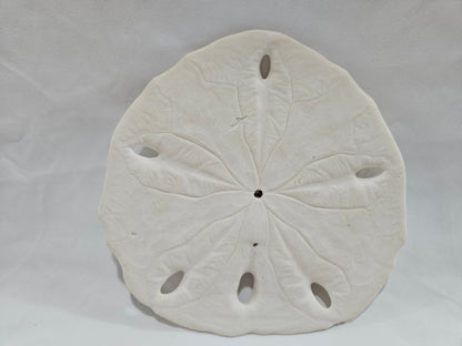 Encope Micropora Six Hole Keyhole Sand Dollar