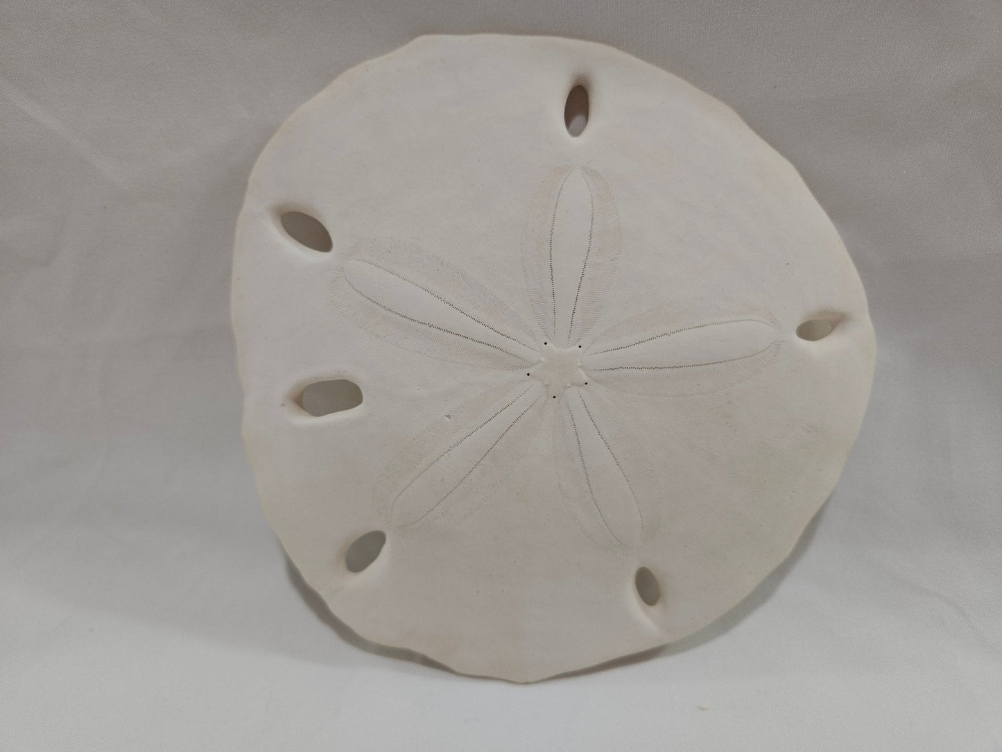 Encope Micropora Six Hole Keyhole Sand Dollar