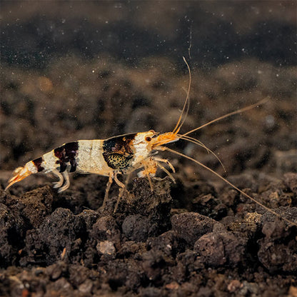 Black & White Shrimp (Pack of 6)