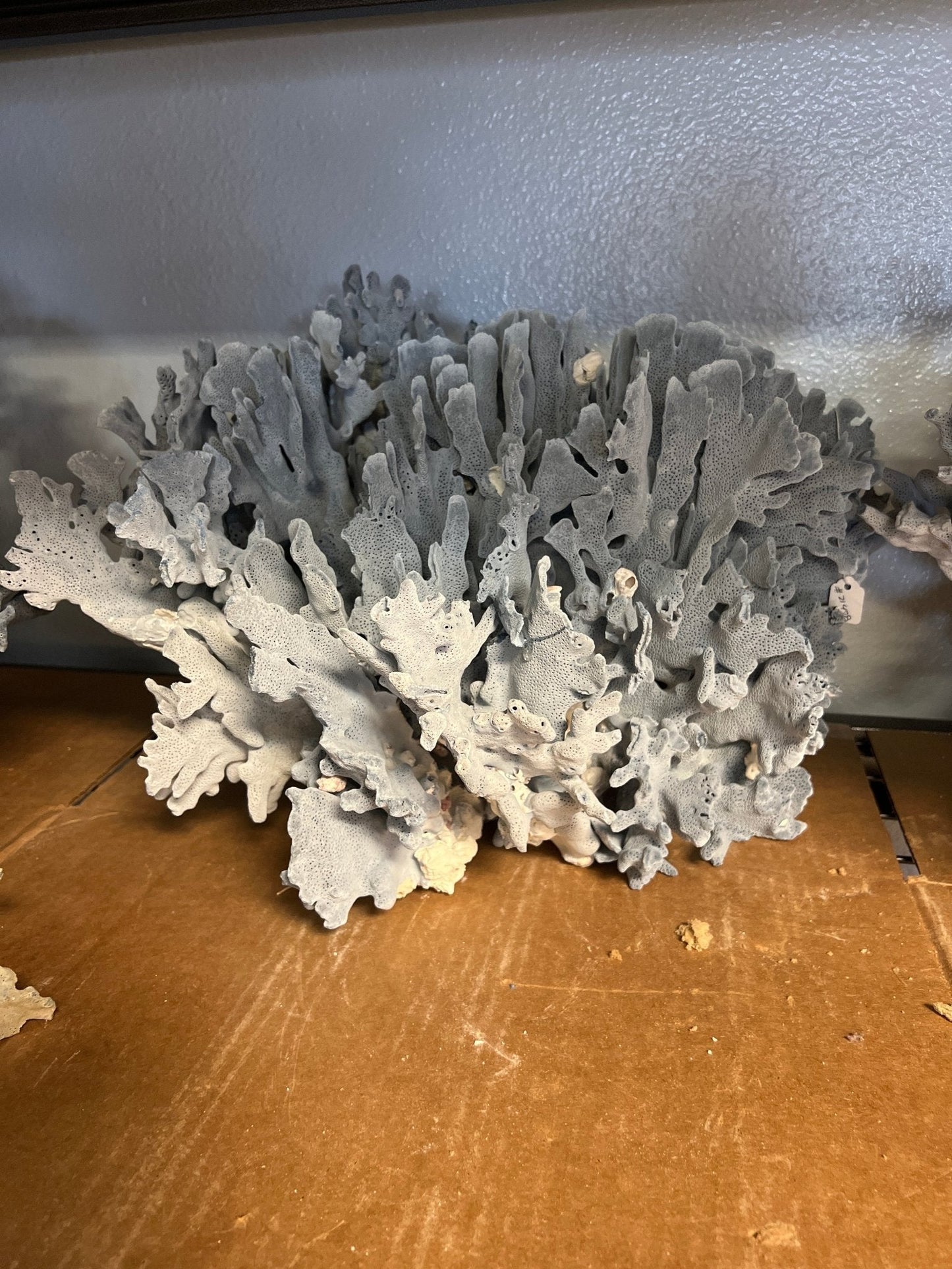 Light Blue Ridge Coral Sculpture- 20"