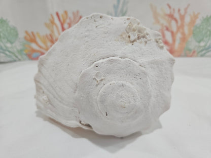 Lightning Whelk Display Shell With Barnacles 10.5"