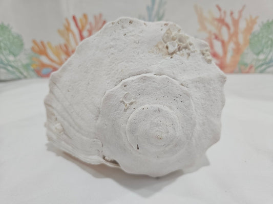 Lightning Whelk Display Shell With Barnacles 10.5"