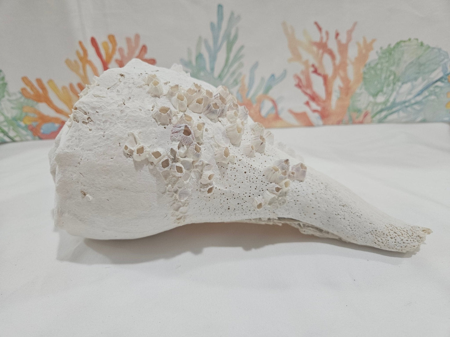 Lightning Whelk Display Shell With Barnacles 10.5"