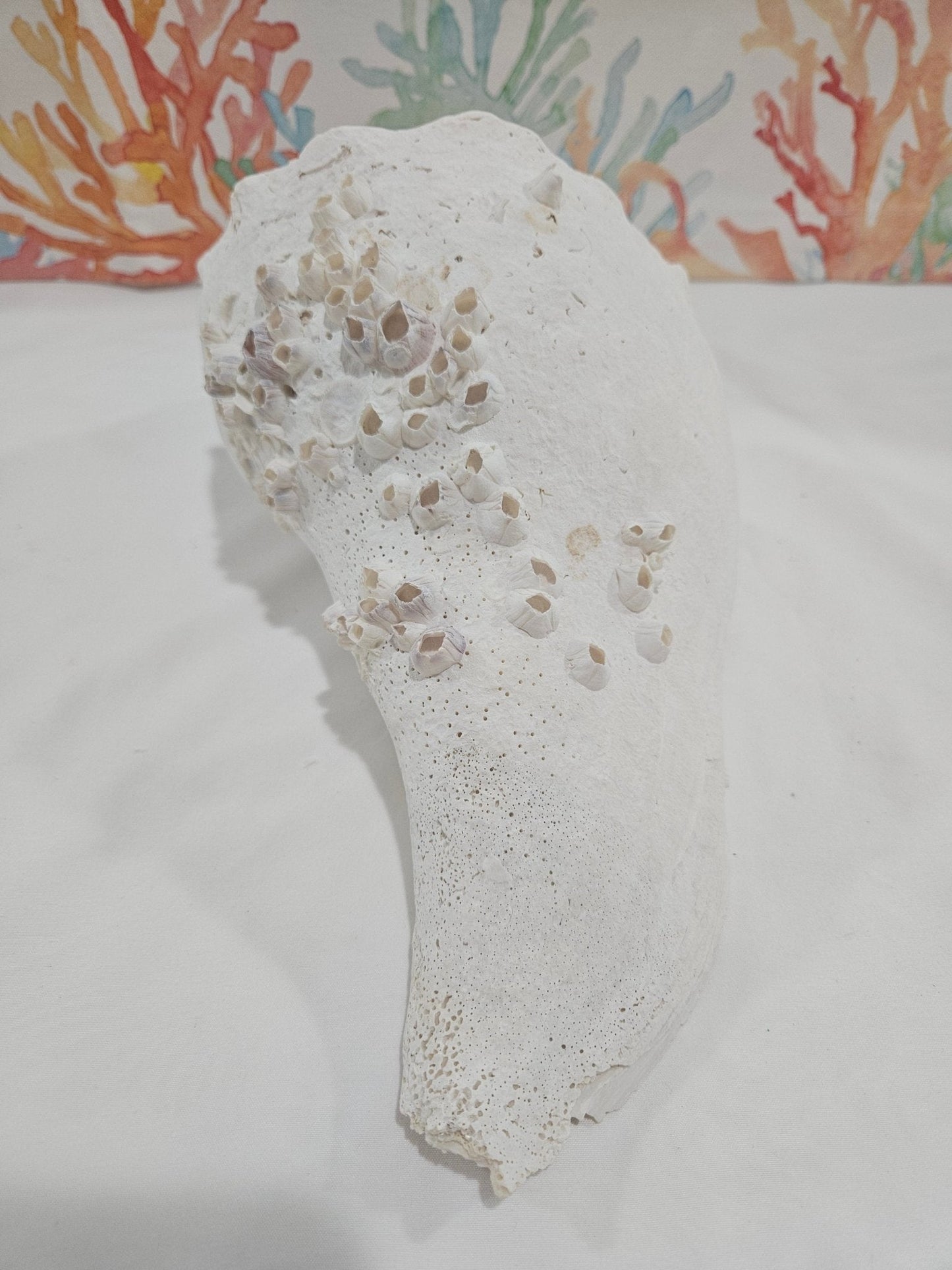 Lightning Whelk Display Shell With Barnacles 10.5"
