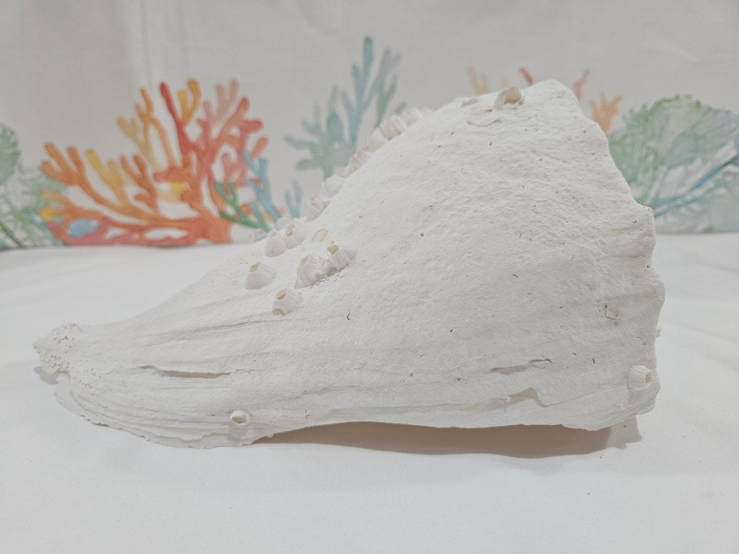 Lightning Whelk Display Shell With Barnacles 10.5"