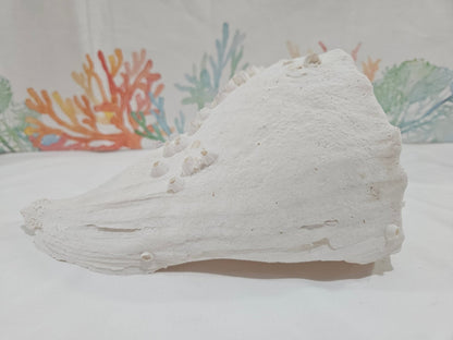 Lightning Whelk Display Shell With Barnacles 10.5"