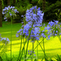 African Lily – 25 Seeds