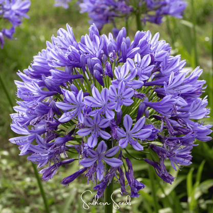 African Lily – 25 Seeds