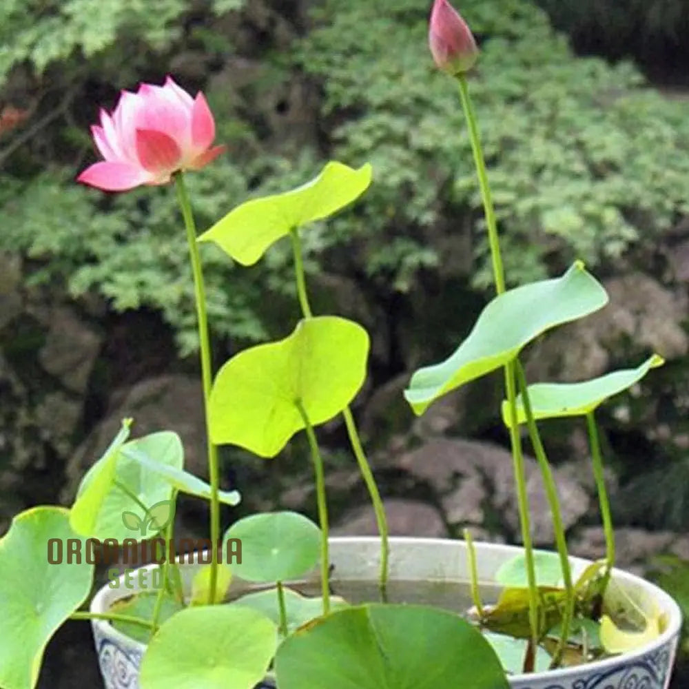 Nelumbo Nucifera Lotus Pink, Water Plant, Fresh Seeds for Gardening Enthusiasts  Premium Quality Organic Seeds