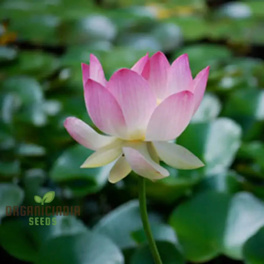 Nelumbo Nucifera Lotus Pink, Water Plant, Fresh Seeds for Gardening Enthusiasts  Premium Quality Organic Seeds