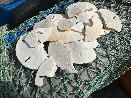 Broken Loose White Sand Dollar- Crafting & Hermit Crab Food