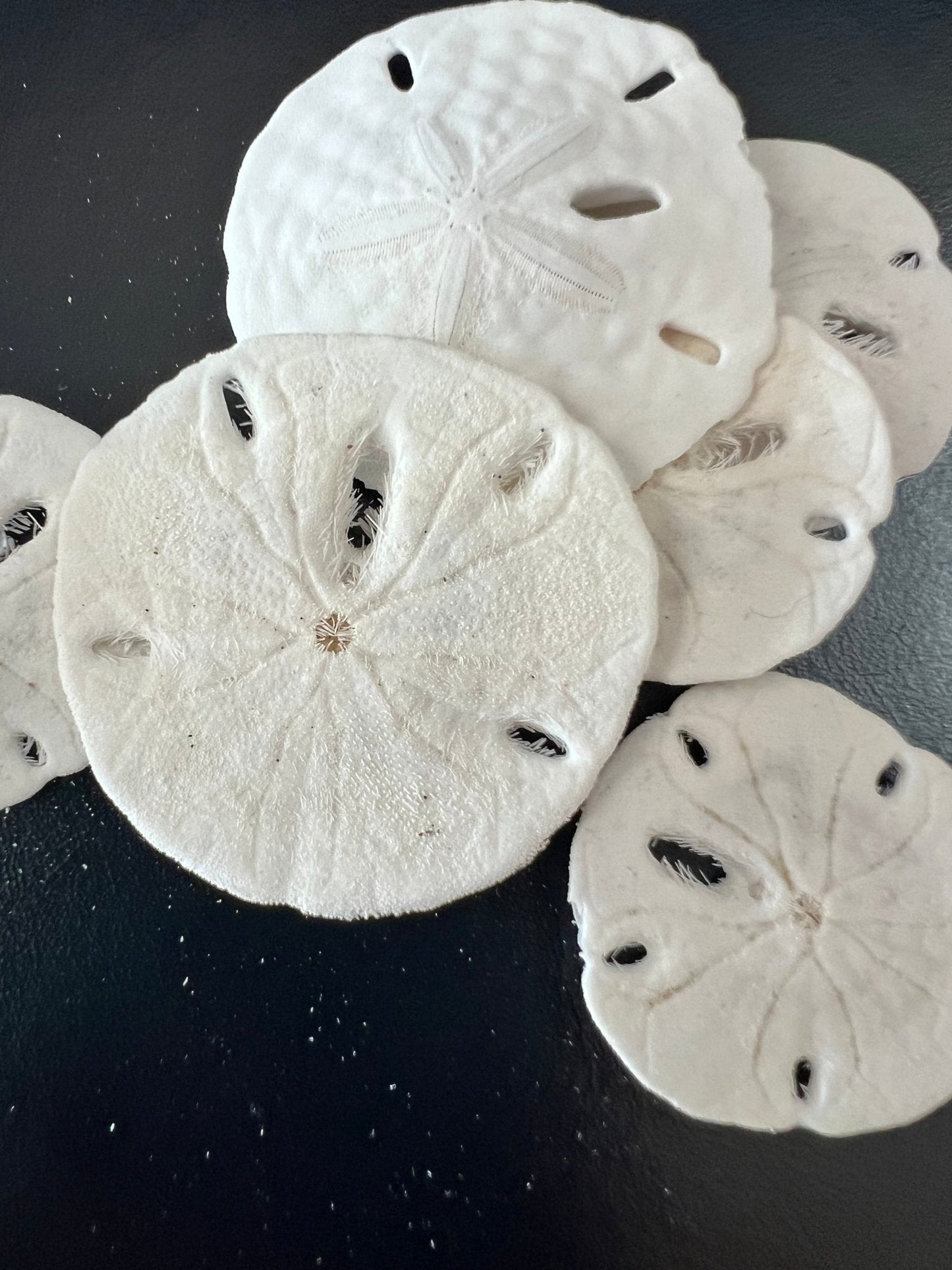 Loose White Sand Dollar (bleached)– Bulk Available Coastal Craft Shells