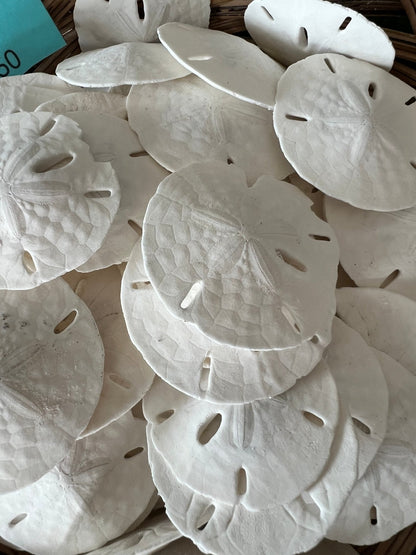 Loose White Sand Dollar (bleached)– Bulk Available Coastal Craft Shells