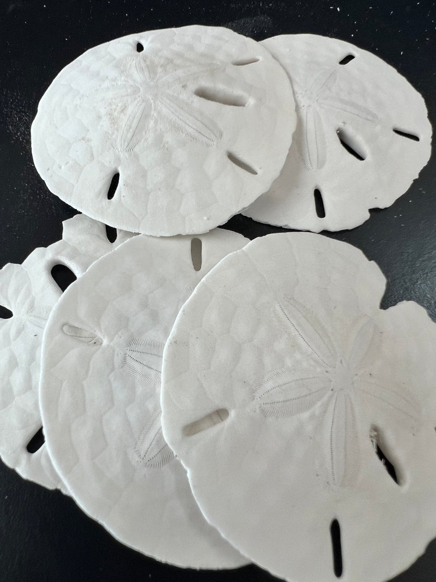 Loose White Sand Dollar (bleached)– Bulk Available Coastal Craft Shells