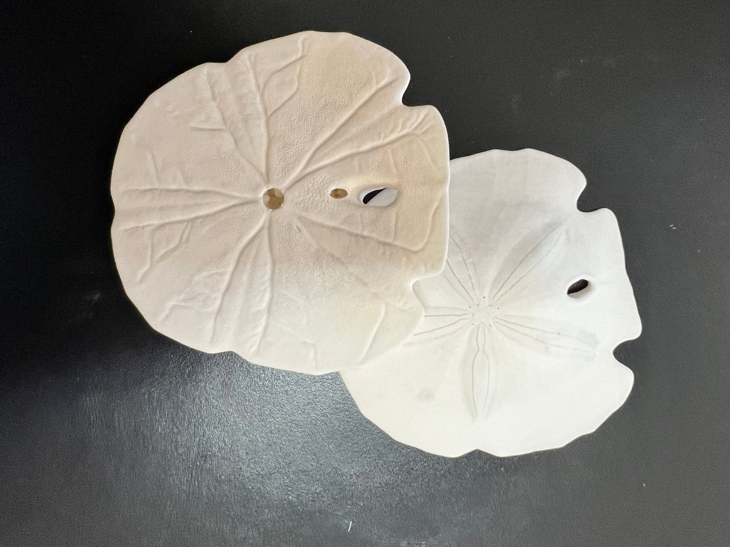 Loose White Sand Dollar (bleached)– Bulk Available Coastal Craft Shells