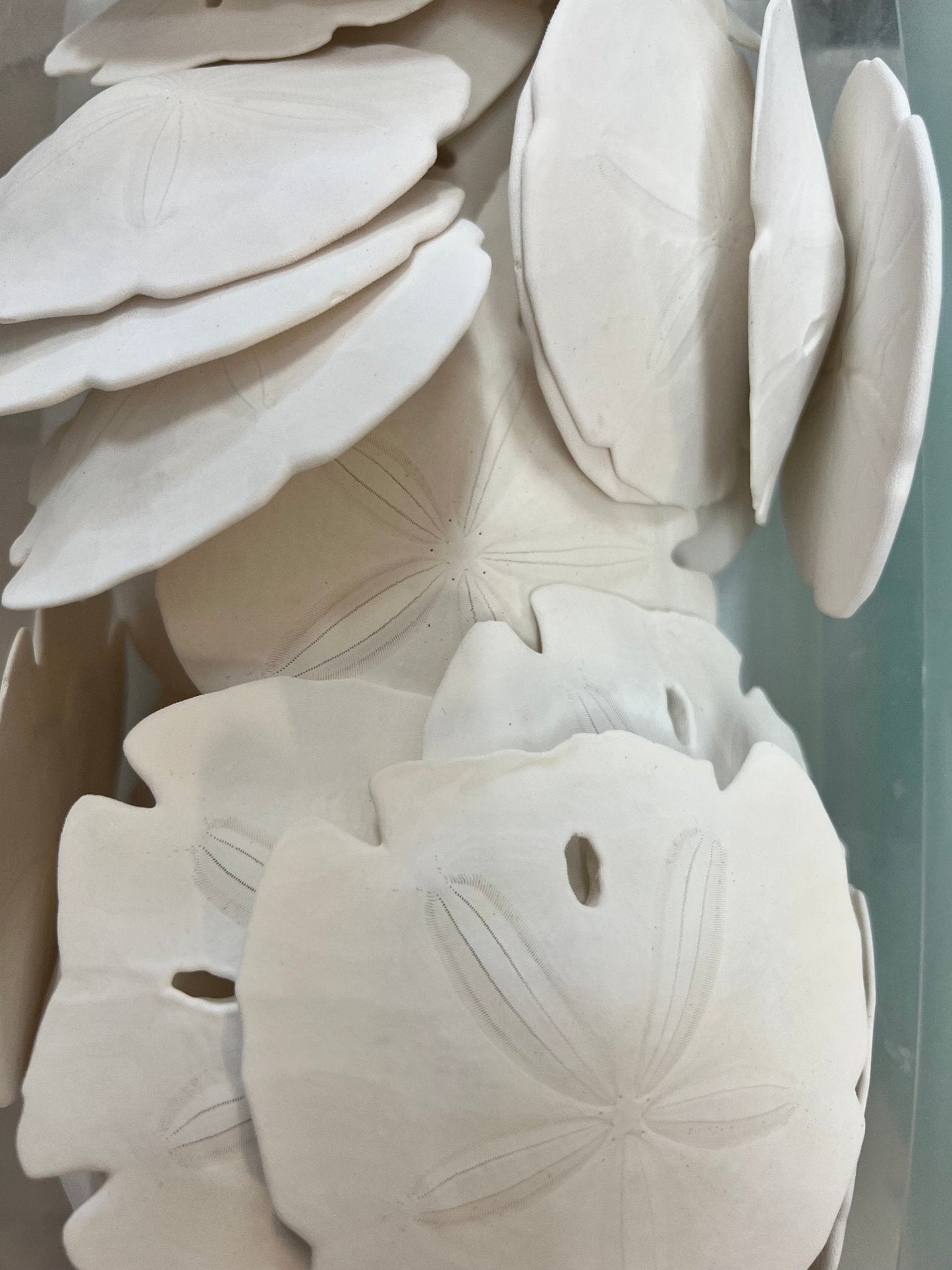 Loose White Sand Dollar (bleached)– Bulk Available Coastal Craft Shells