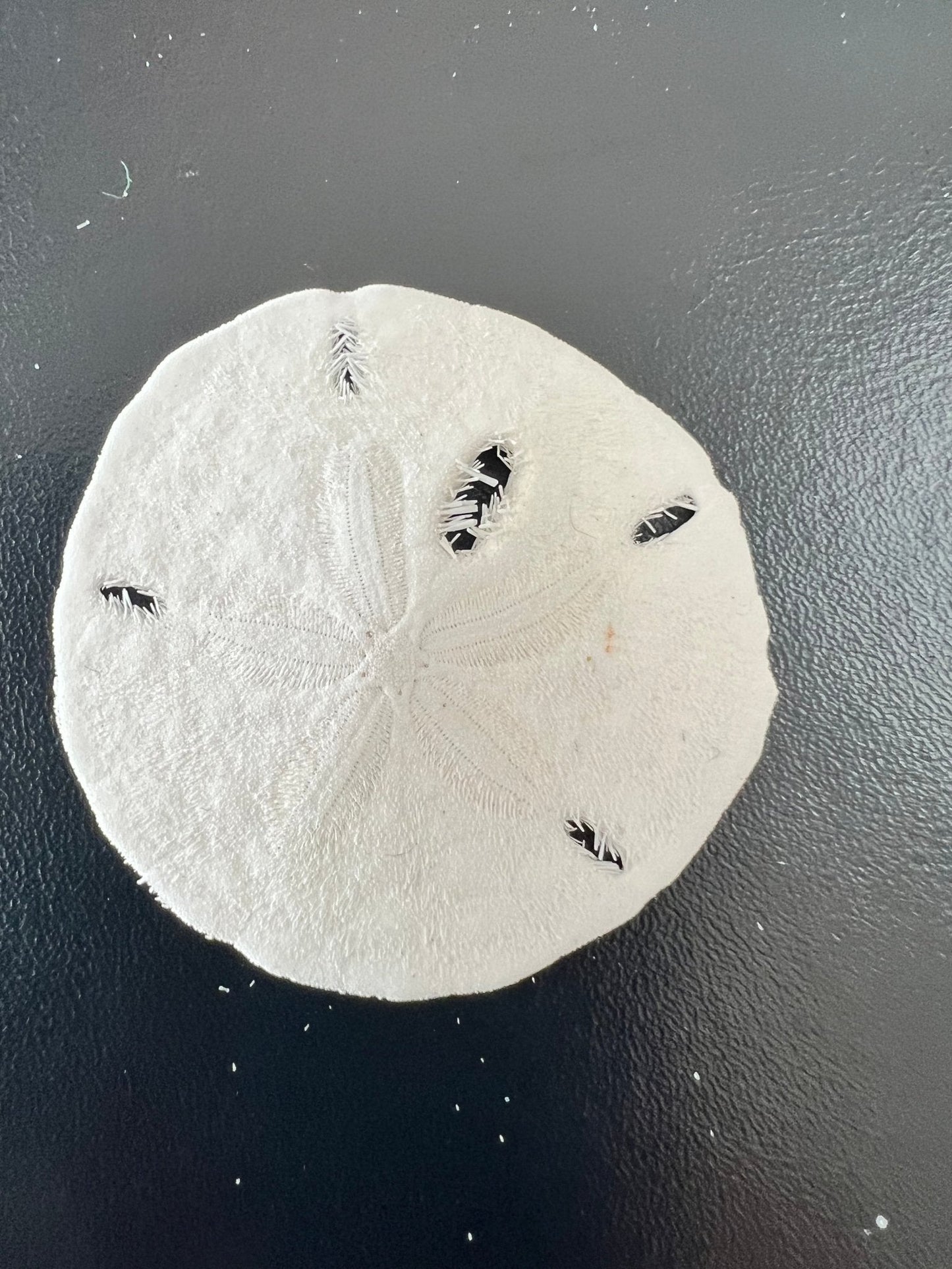 Loose White Sand Dollar (bleached)– Bulk Available Coastal Craft Shells