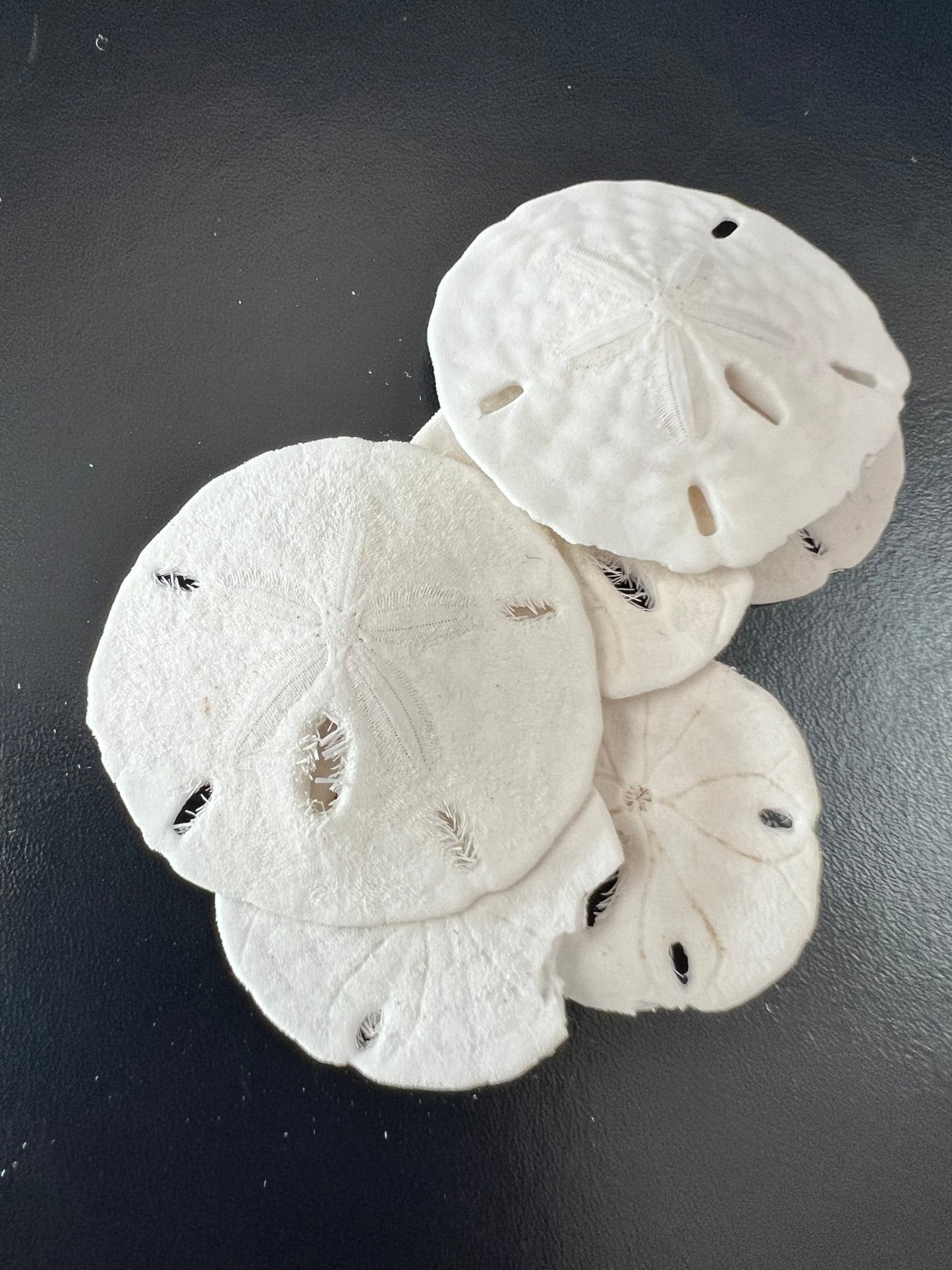 Loose White Sand Dollar (bleached)– Bulk Available Coastal Craft Shells