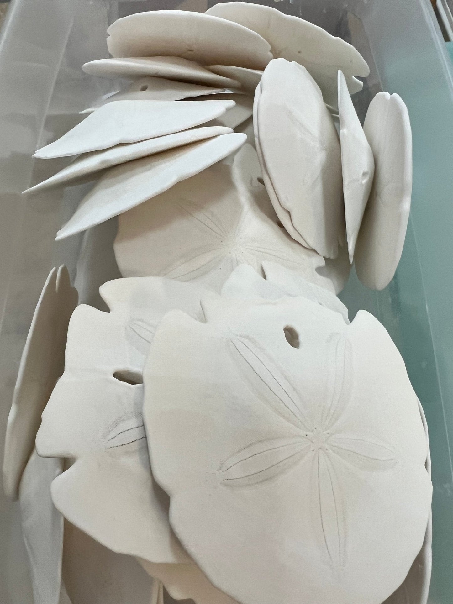 Loose White Sand Dollar (bleached)– Bulk Available Coastal Craft Shells