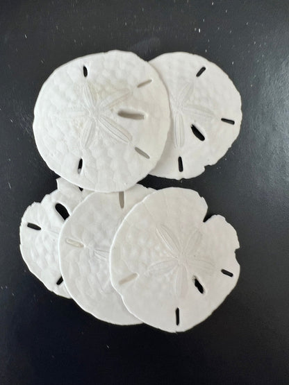 Loose White Sand Dollar (bleached)– Bulk Available Coastal Craft Shells