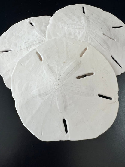 Loose White Sand Dollar (bleached)– Bulk Available Coastal Craft Shells
