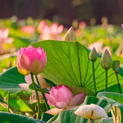 Lotus Flower Seeds for Planting, Comprehensive Guide to Cultivating Exquisite Lotus Blossoms
