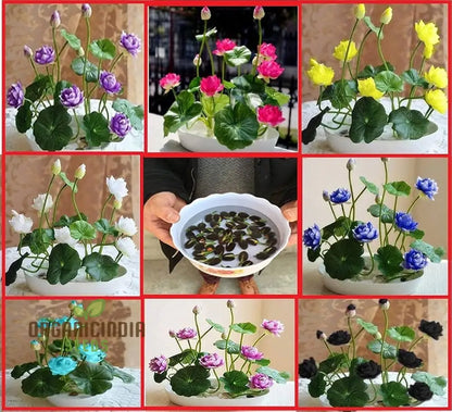 Lotus Mix Flower Seeds   All Mix Colors  Bring Positive Vibrations to Your Garden with Vaastu Shastra Guidance