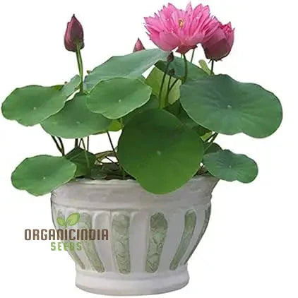 Lotus Mix Flower Seeds   All Mix Colors  Bring Positive Vibrations to Your Garden with Vaastu Shastra Guidance