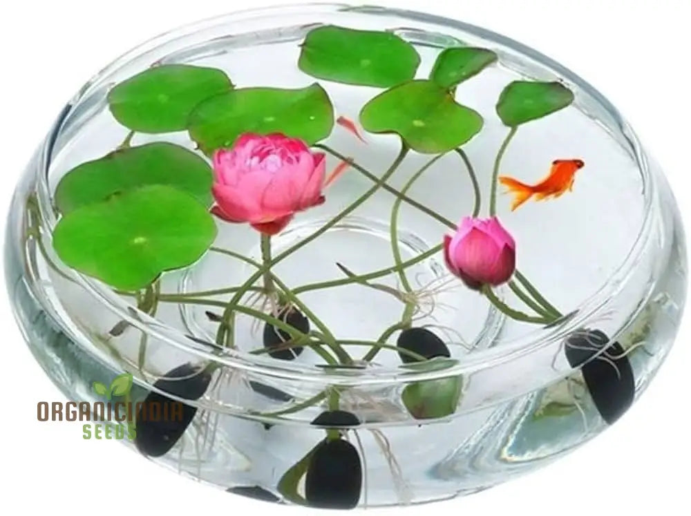 Lotus Mix Flower Seeds   All Mix Colors  Bring Positive Vibrations to Your Garden with Vaastu Shastra Guidance