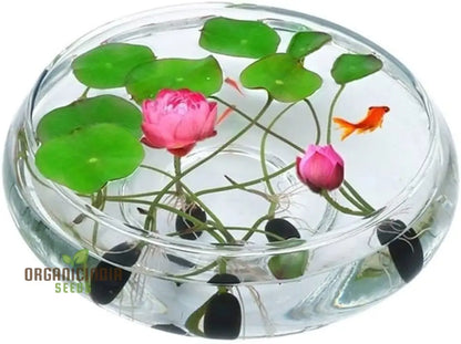 Lotus Mix Flower Seeds   All Mix Colors  Bring Positive Vibrations to Your Garden with Vaastu Shastra Guidance