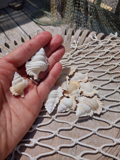 Maple Leaf Shell – Biplex perca, 1–2"