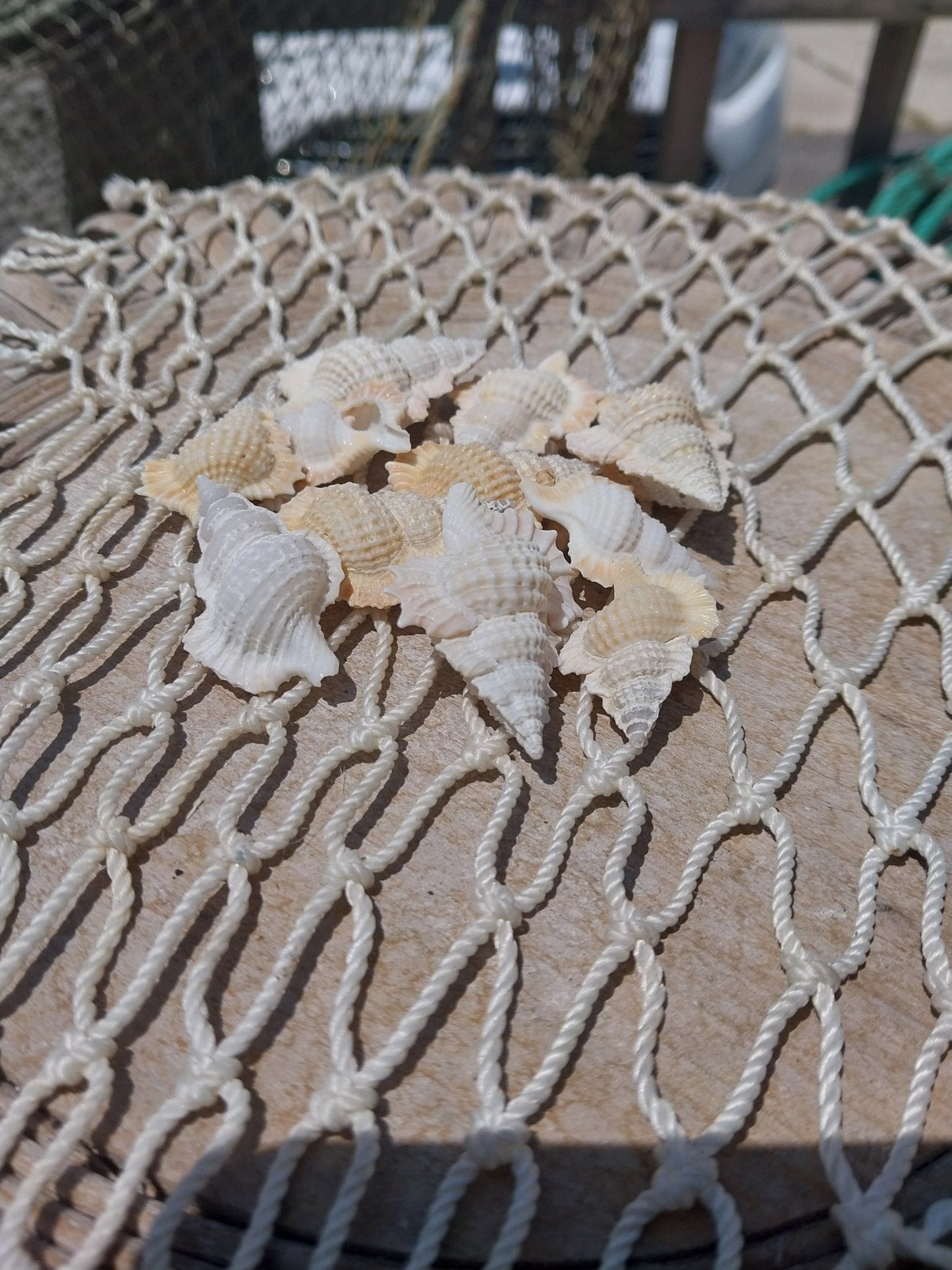 Maple Leaf Shell – Biplex perca, 1–2"