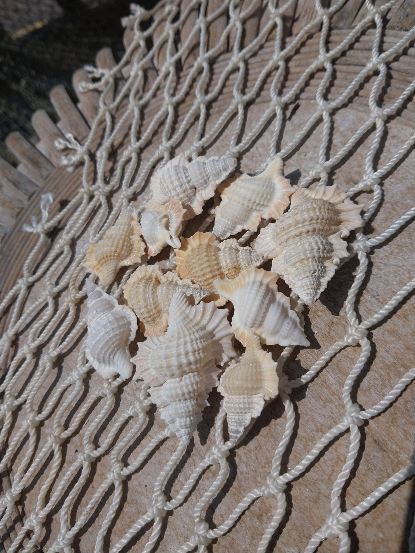 Maple Leaf Shell – Biplex perca, 1–2"