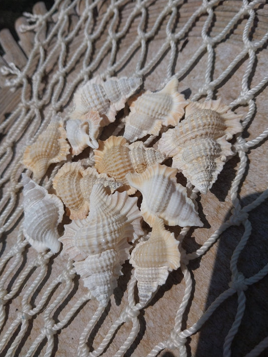 Maple Leaf Shell – Biplex perca, 1–2"