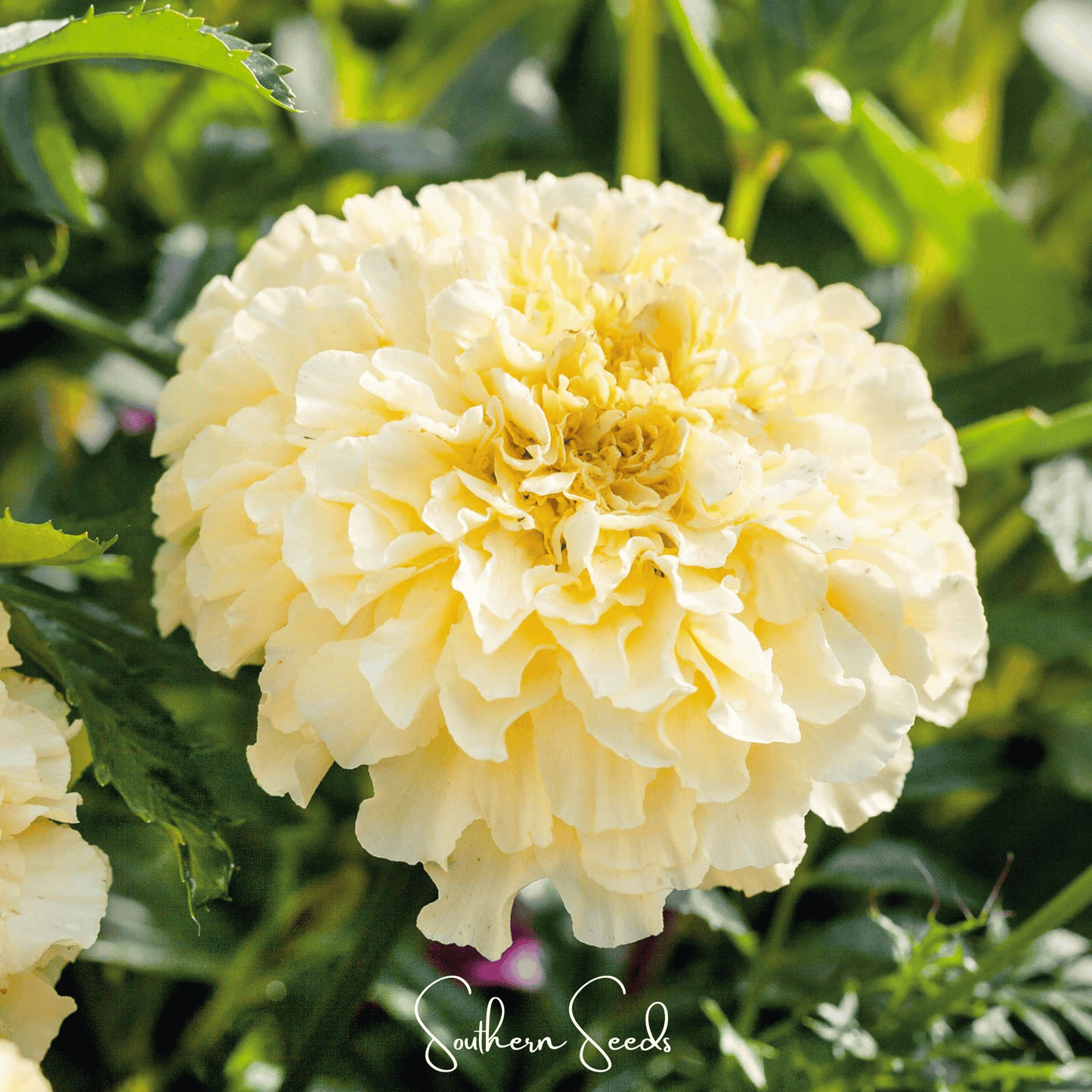Moonlight African Marigold – 50 Seeds