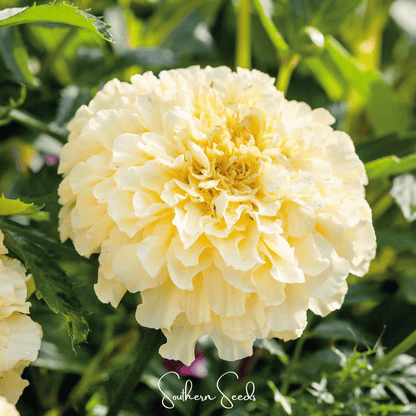 Moonlight African Marigold – 50 Seeds