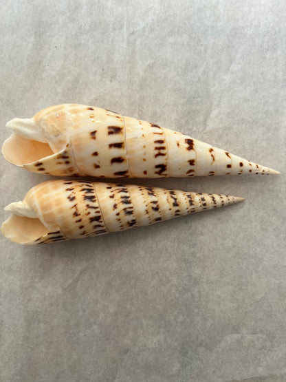 Marlin Spike Shell Terebra Maculata