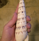 Marlin Spike Shell Terebra Maculata