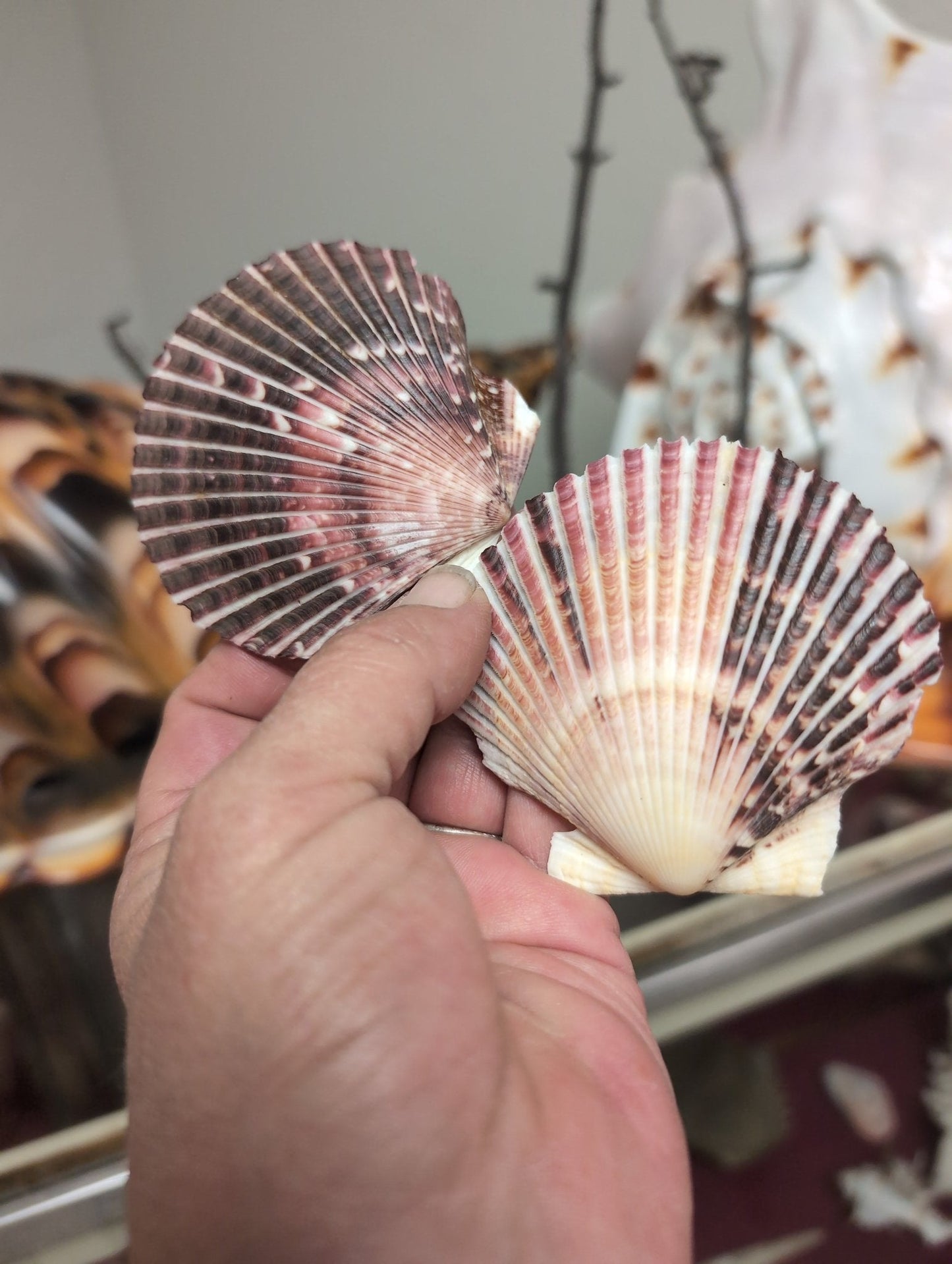 Purple Scallop - 4 Sizes & Bulk