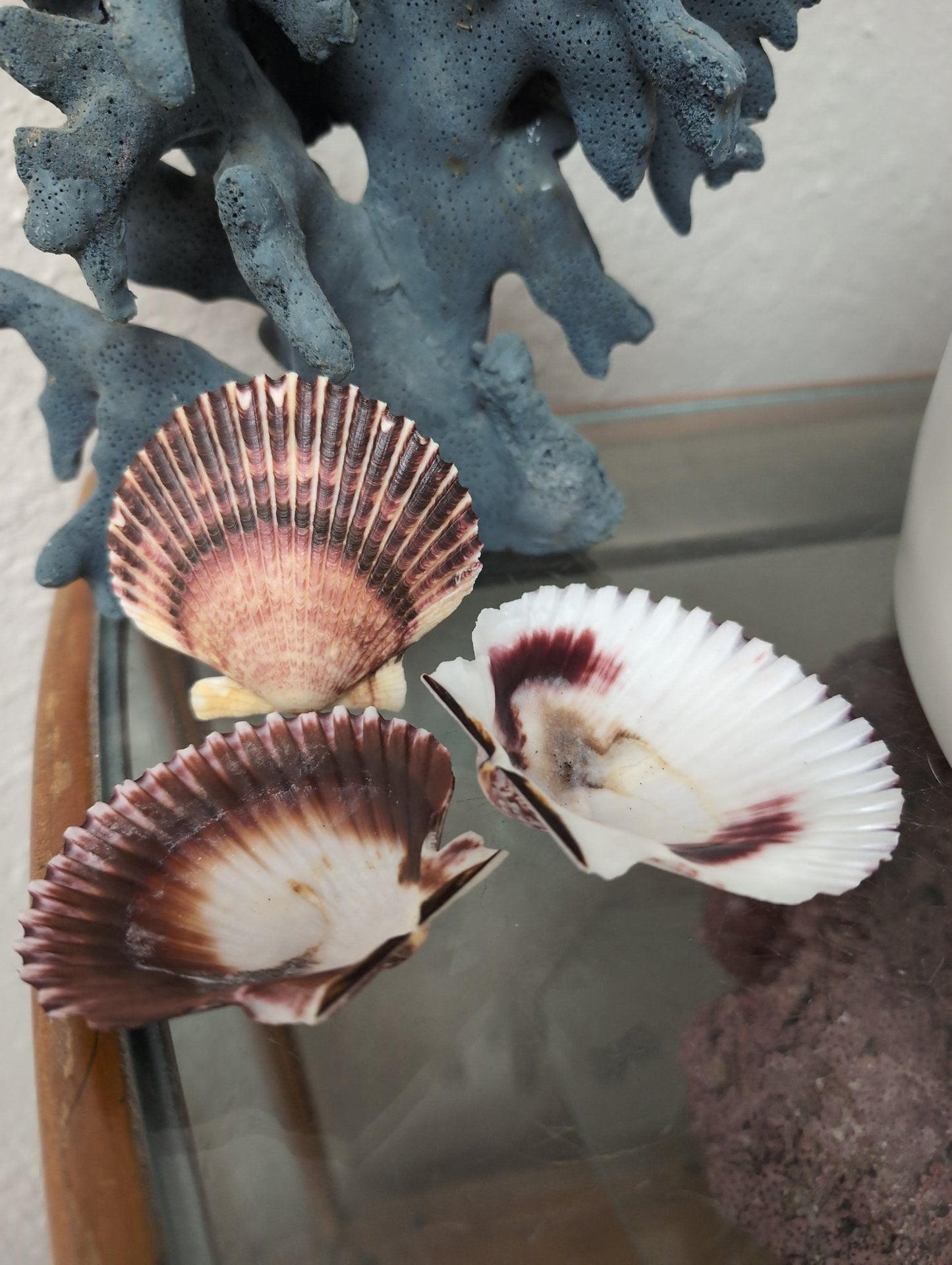 Purple Scallop - 4 Sizes & Bulk
