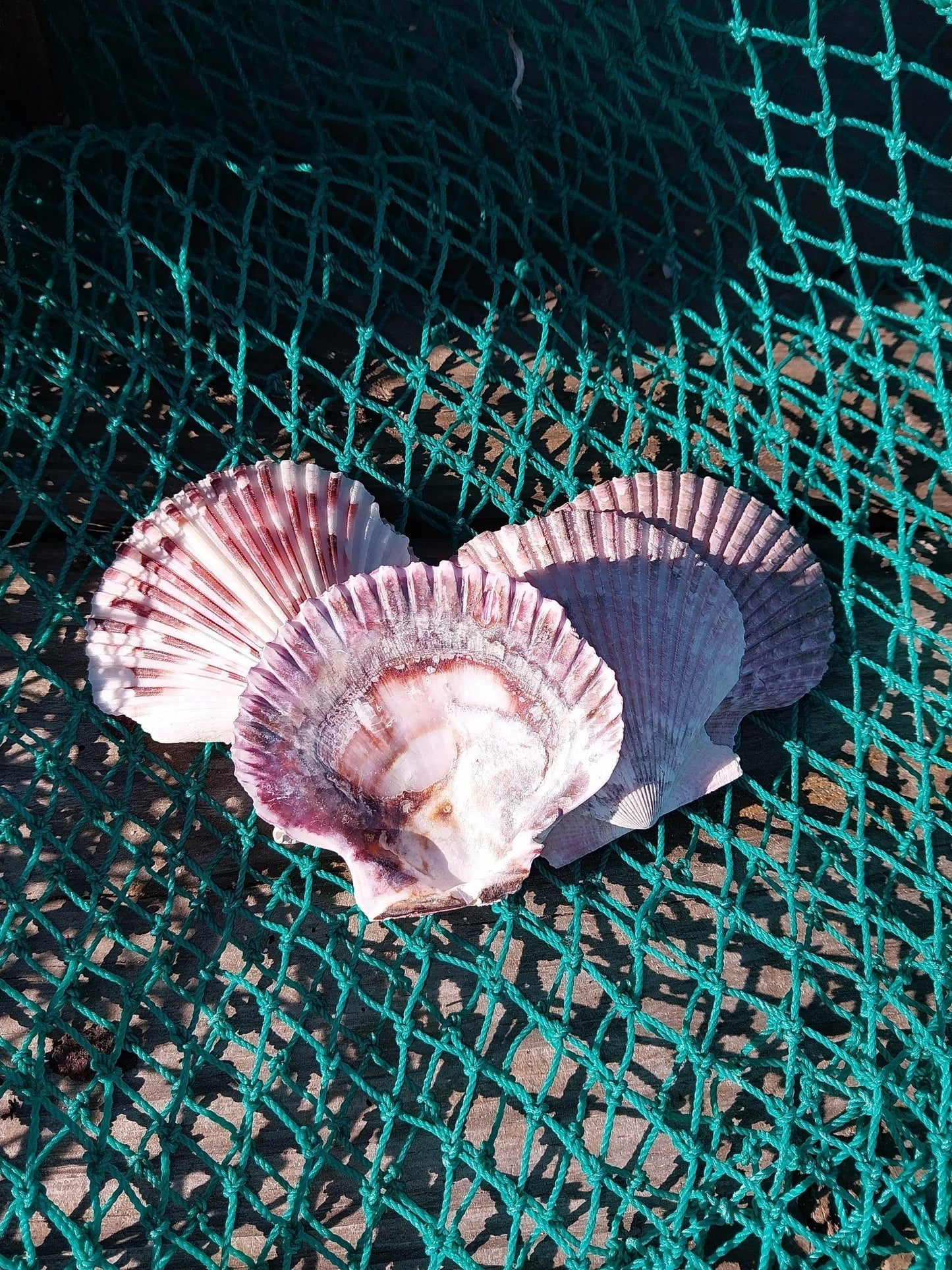 Purple Scallop - 4 Sizes & Bulk