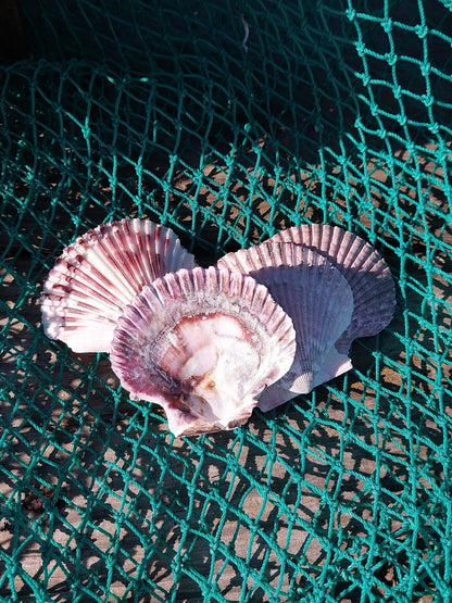 Purple Scallop - 4 Sizes & Bulk