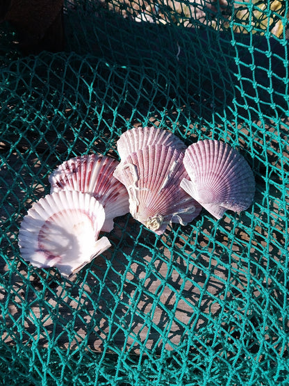 Purple Scallop - 4 Sizes & Bulk