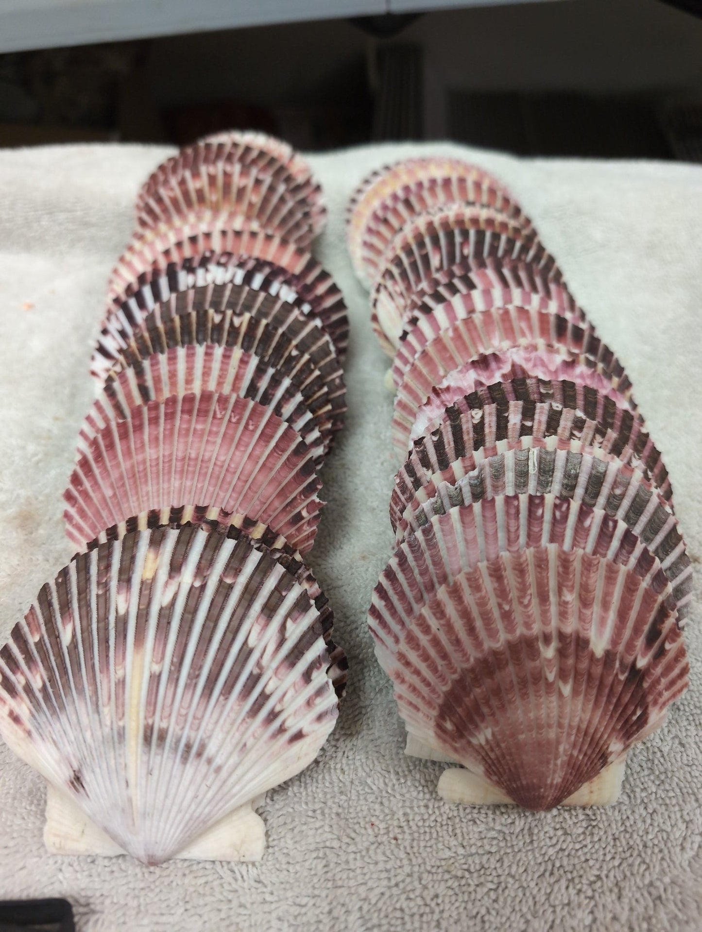 Purple Scallop - 4 Sizes & Bulk